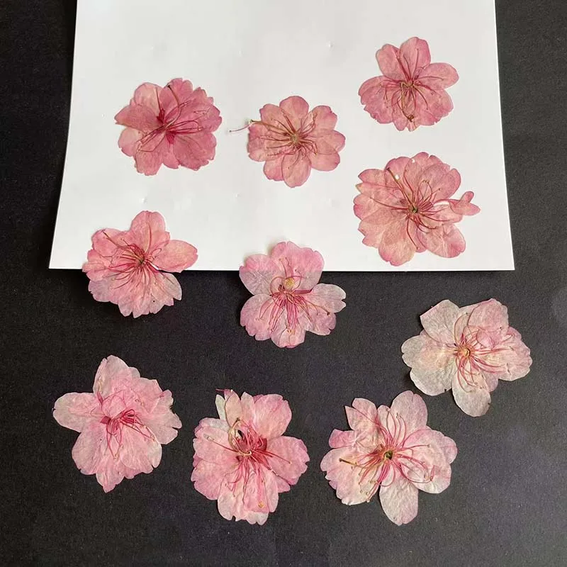 Resin Art Rose Petals - ジュエリー作り用の本物の天然ドライプレスの花びら,3-4.5cm/24個,桜の形,ドライプレス