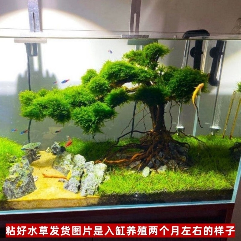 プロ仕様のエコフレンドリーな木製流木アートフラワーベース、水 - Resin Art With Wood のレビューと価格