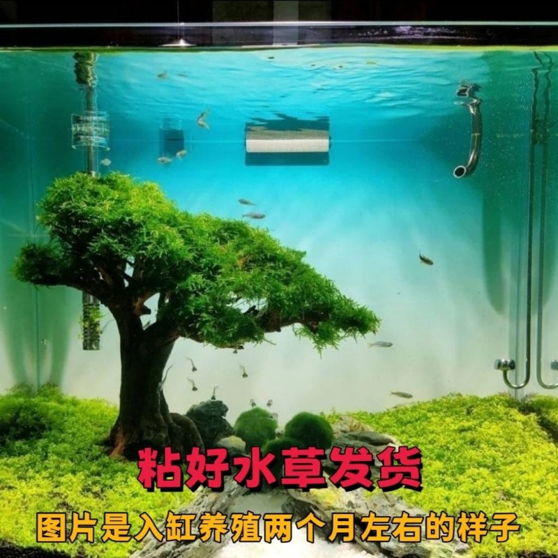 プロ仕様のエコフレンドリーな木製流木アートフラワーベース、水 - Resin Art With Wood のレビューと価格