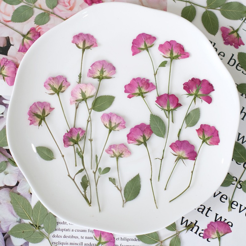 12個入り、本物のミニローズ押し花ピンクの乾燥バラの花びらD - Resin Art Rose Petals のレビューと価格