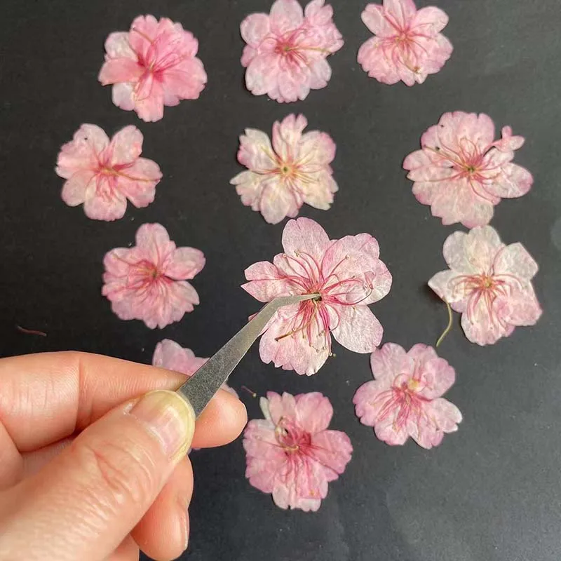 ジュエリー作り用の本物の天然ドライプレスの花びら,3-4.5 - Resin Art Rose Petals のレビューと価格