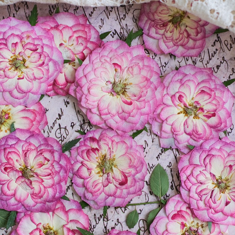 6個入り、天然バラ蓮押し花、本物の花びら、DIY樹脂ブックマ - Resin Art Rose Petals のレビューと価格