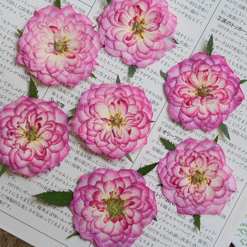 6個入り、天然バラ蓮押し花、本物の花びら、DIY樹脂ブックマ - Resin Art Rose Petals のレビューと価格
